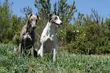 GREYHOUND 070